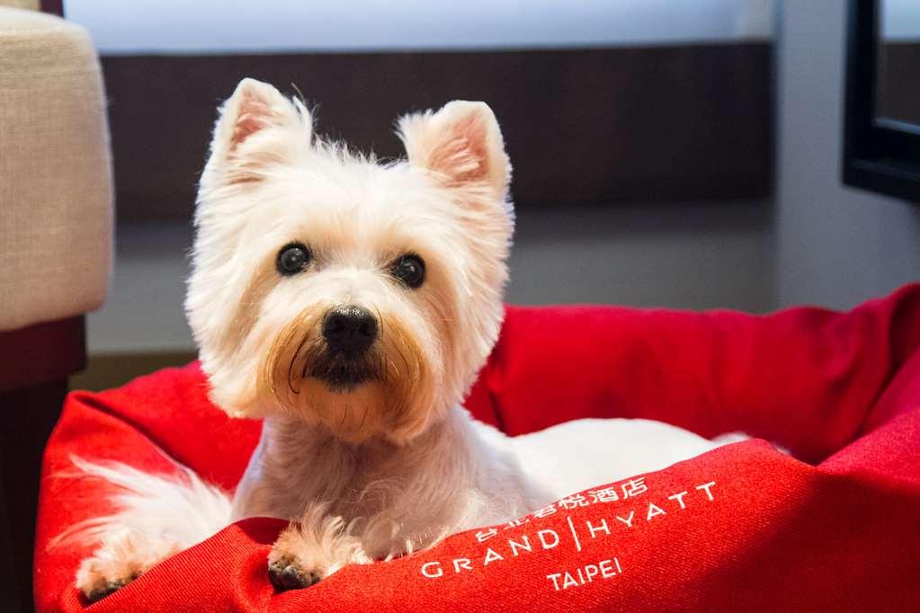 Grand Hyatt Taipei Otel Oda fotoğraf A Westie